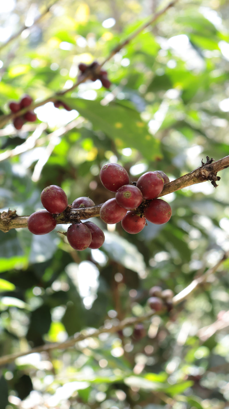 ¡El Mejor Bourbon Rosado para Degustar en 2026!